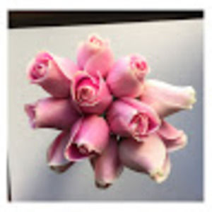 Meet your Posher, Laarni